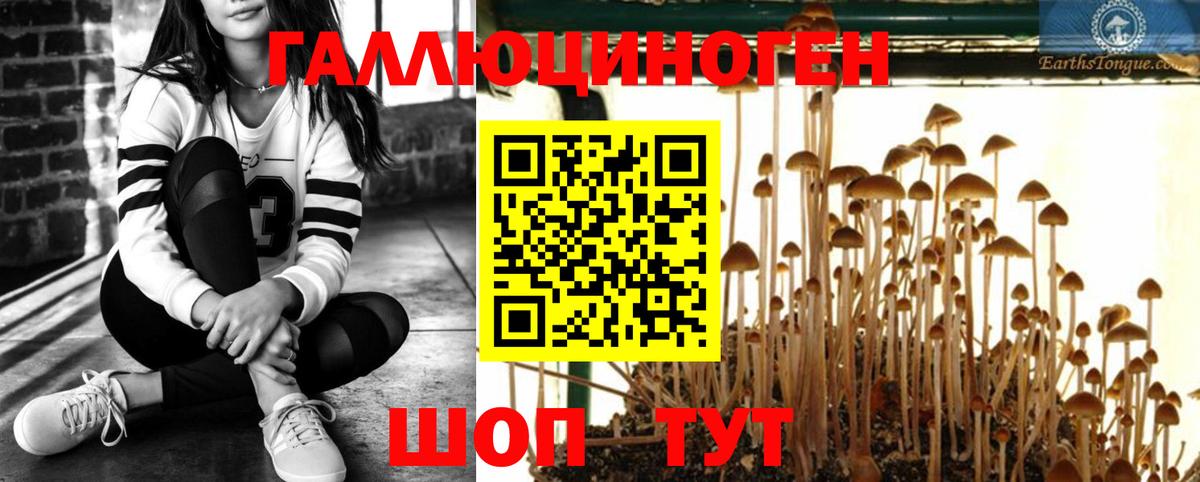 купить  цена  Псилоцибиновые грибы мицелий  Вход с VPN  Узловая 